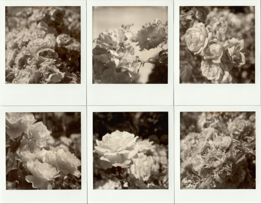B&W Rose Series